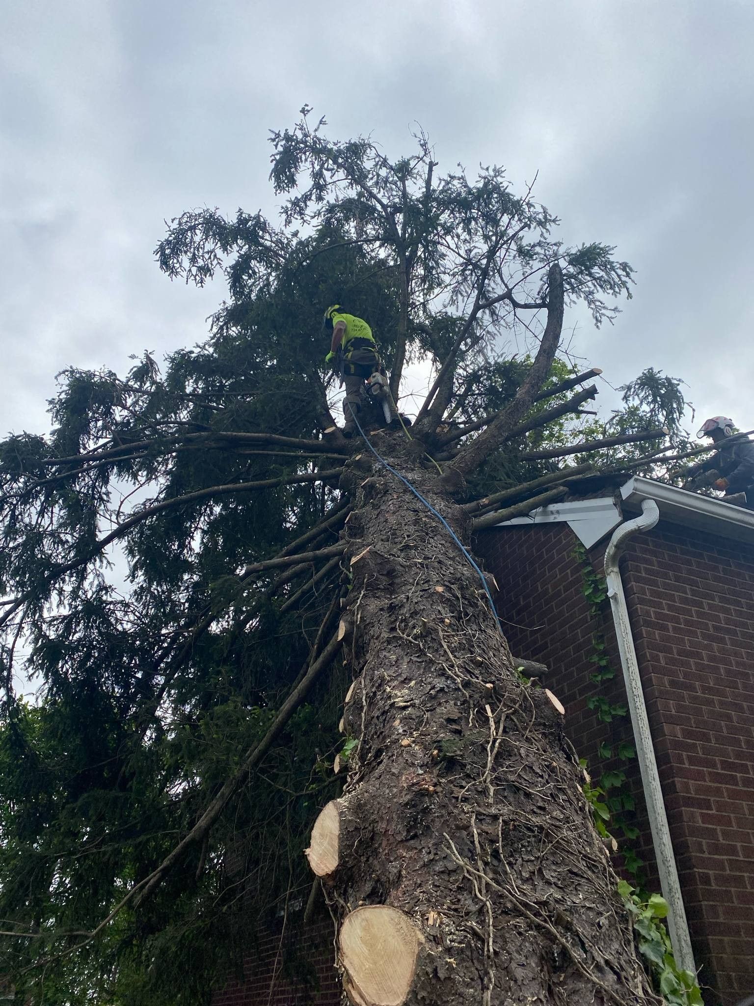 Arborist in a tall tree, cutting branches near a brick building; overcast sky.