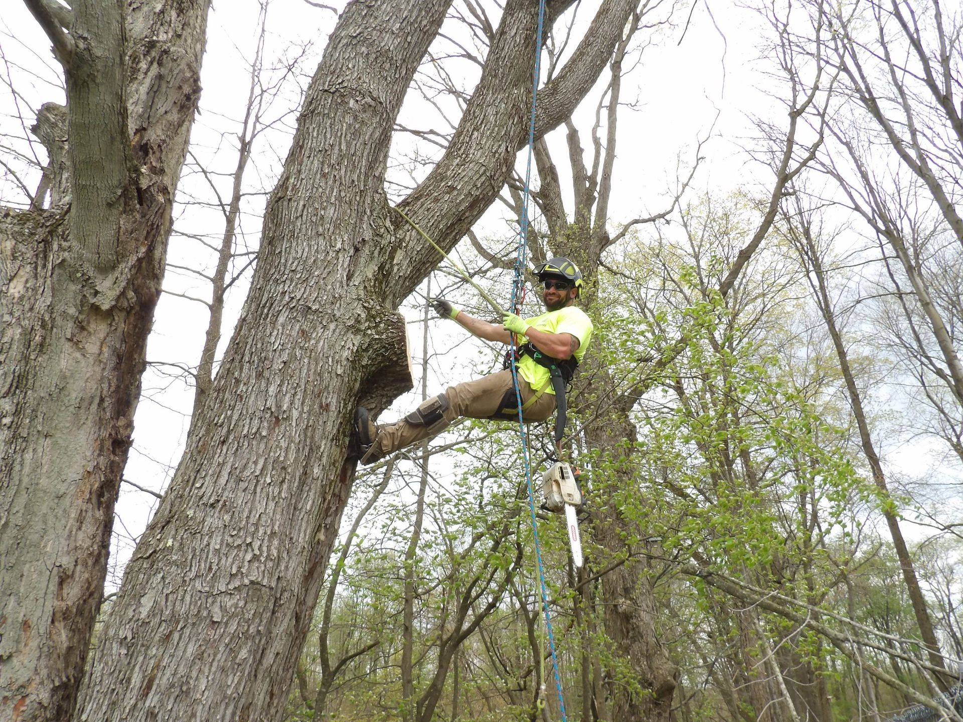 Arborist in a tree, cutting branches with a chainsaw. Wearing safety harness and lime green shirt. Forest background.