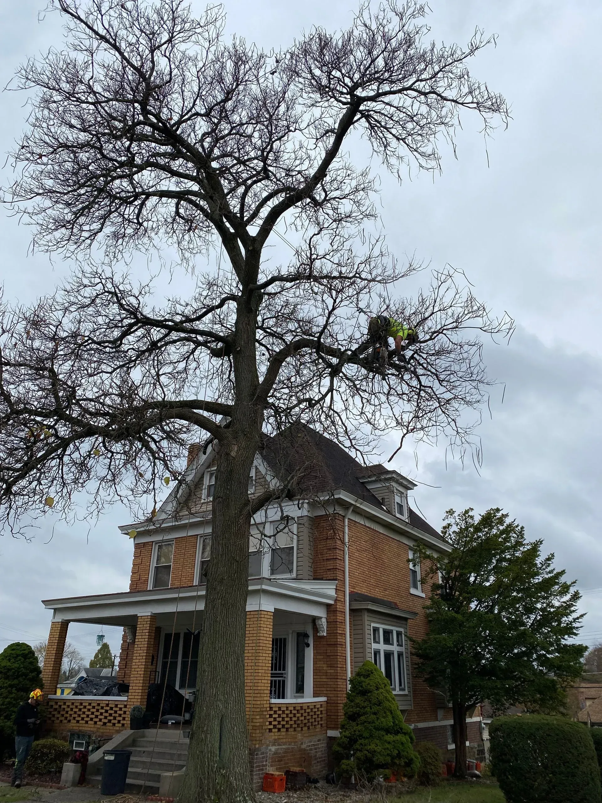 Tree trimmer in a tree near a brick house under cloudy sky.