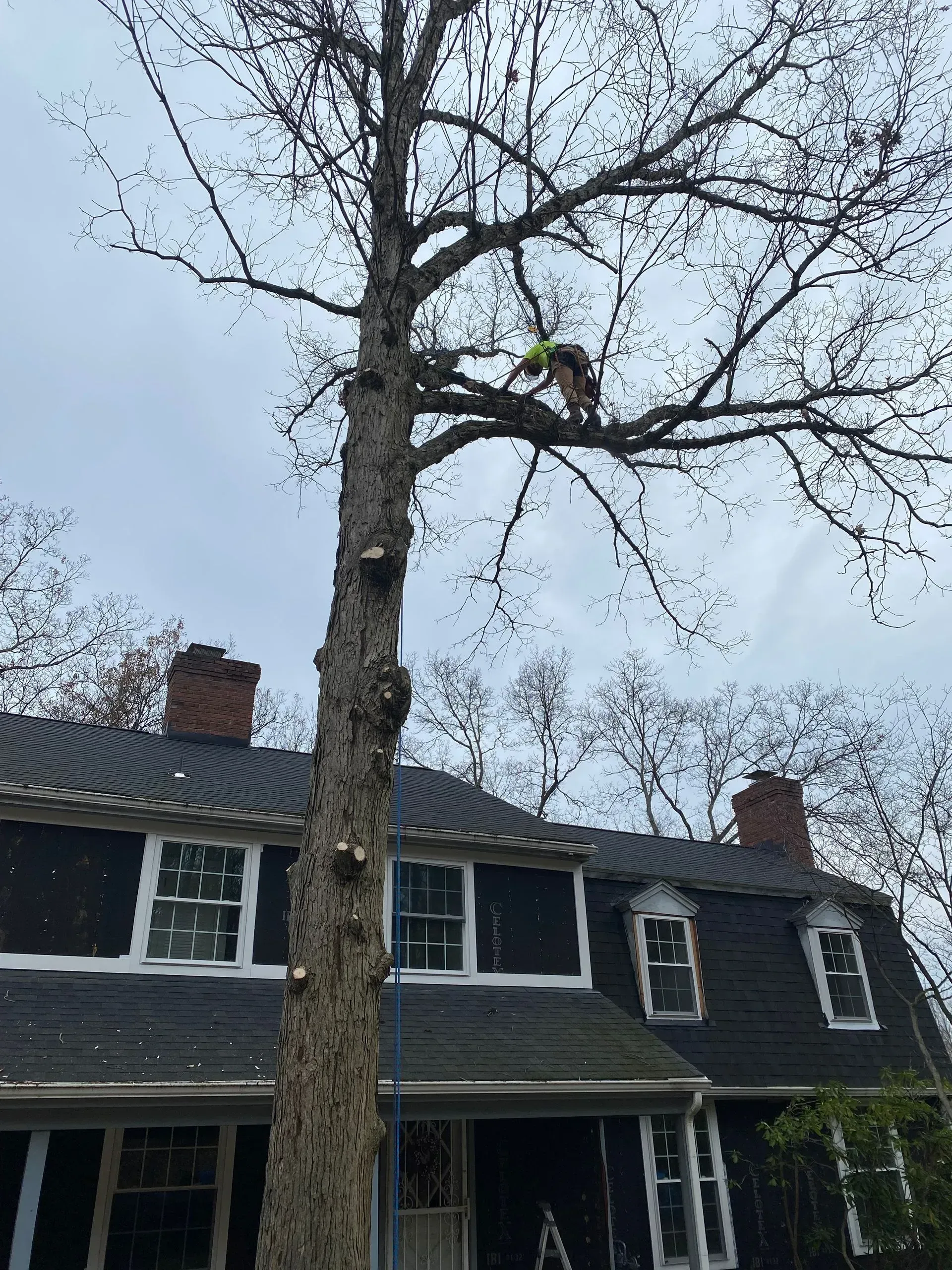 Arborist trimming a tree near a dark-colored house with white trim under a cloudy sky.