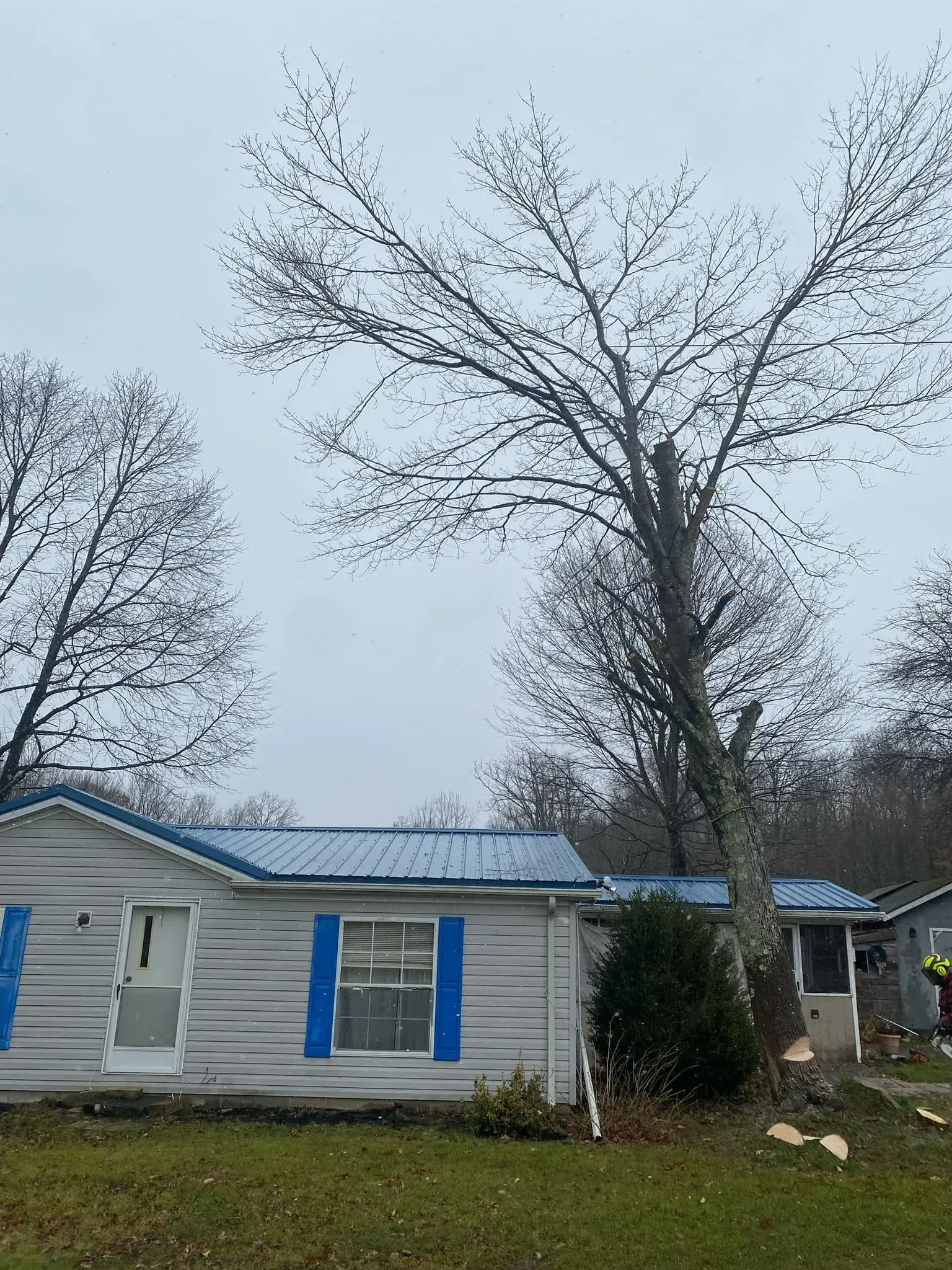A home with a blue roof has a large tree growing through it. Gray sky overhead.
