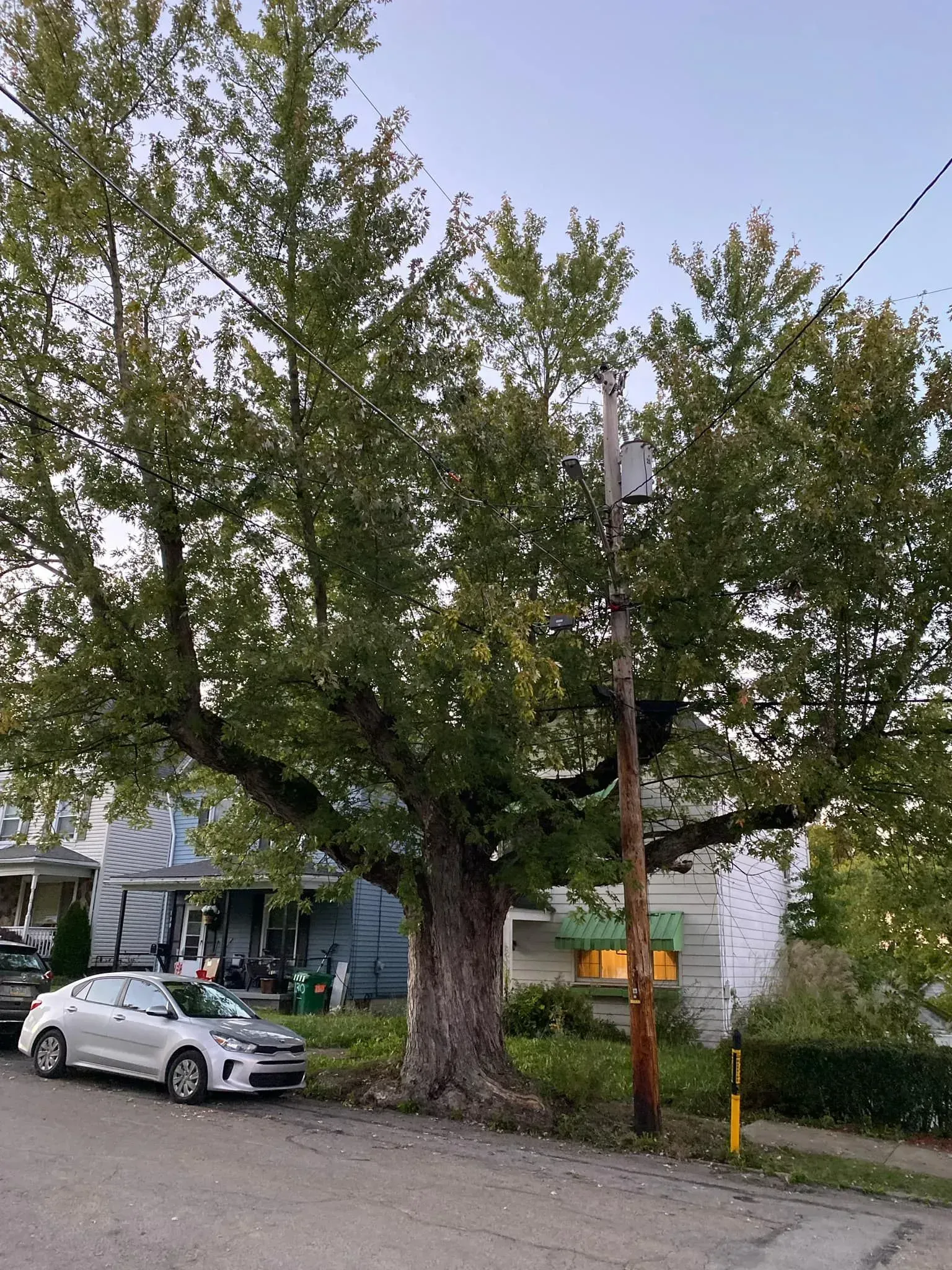 A large tree dominates a street scene with a car, houses, and a utility pole.