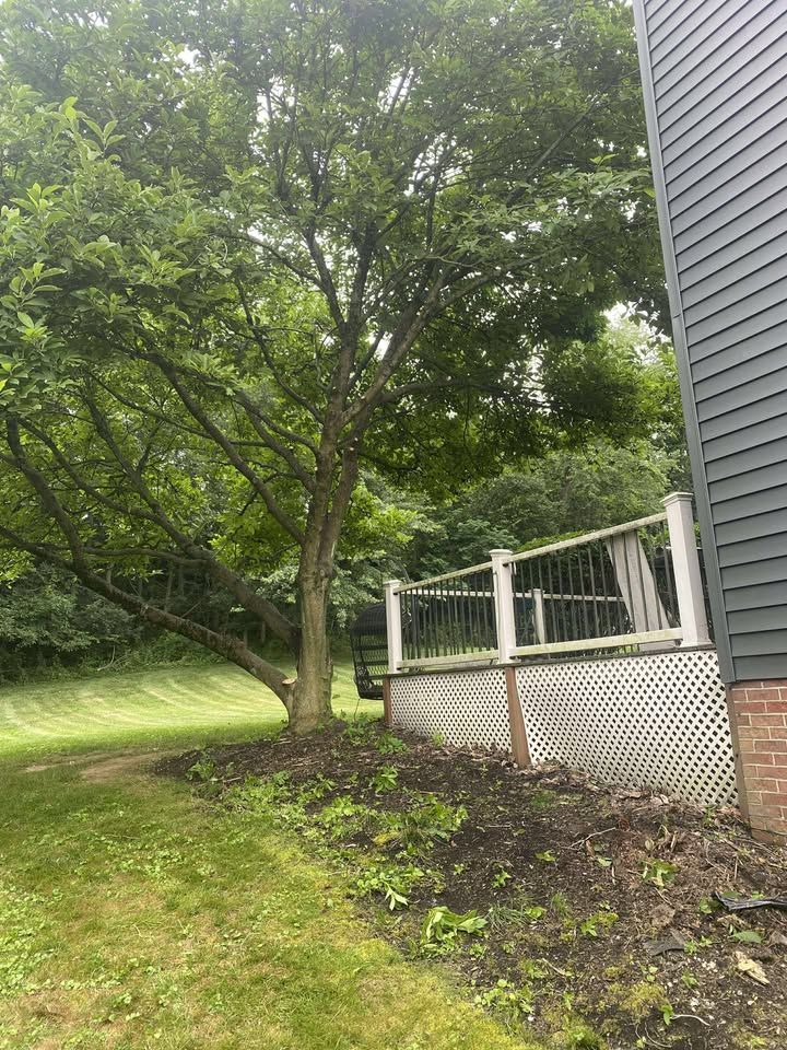 Tree next to a house with a deck, with green grass and a natural setting.