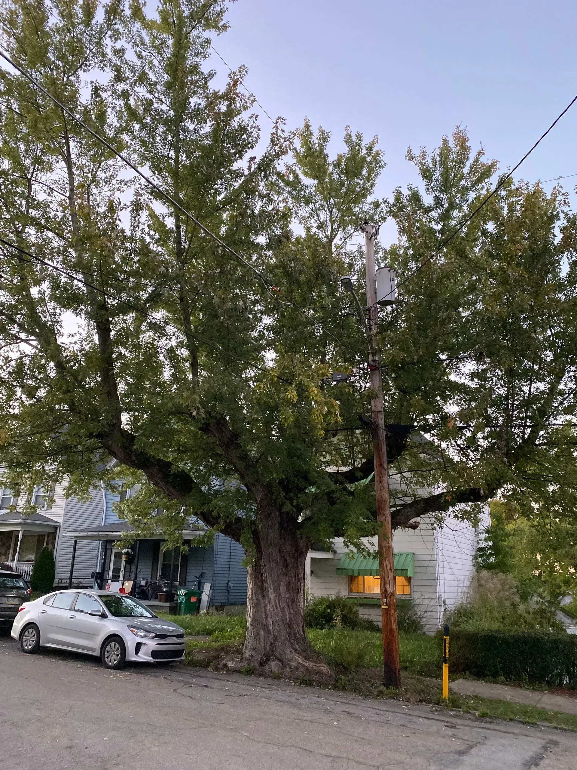 Large tree next to a power pole on a residential street with a car and houses.