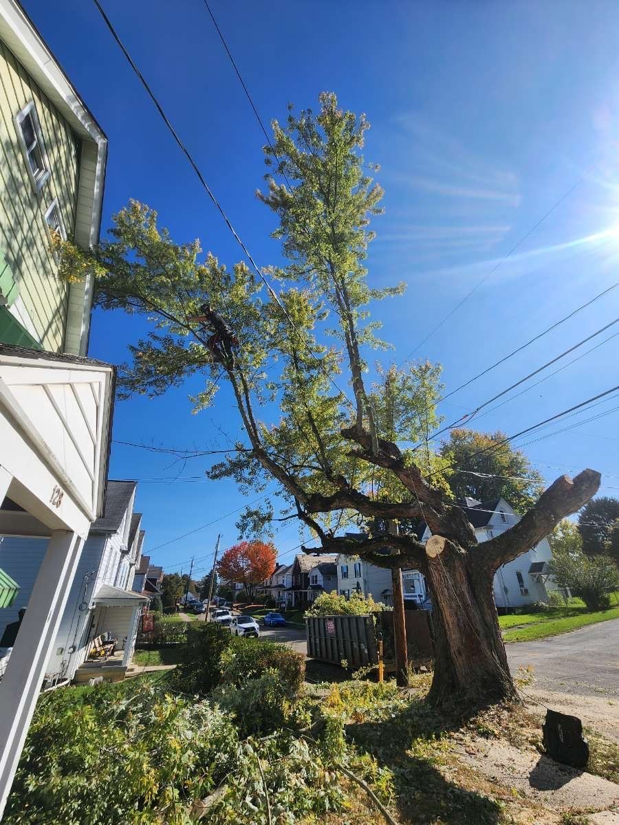 A tree pruned near power lines, branches facing upwards, with a house and blue sky in the background.