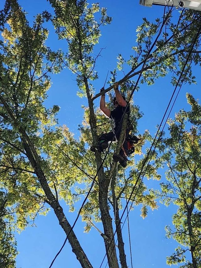 Arborist trimming tree branches; blue sky background.