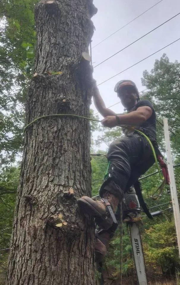 Arborist climbing a tree, using spikes and rope. Green safety gear. Outdoors.