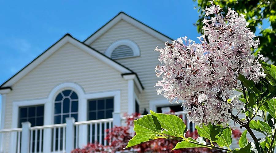 White house with dark blue shutters and flowering tree in front under a clear blue sky