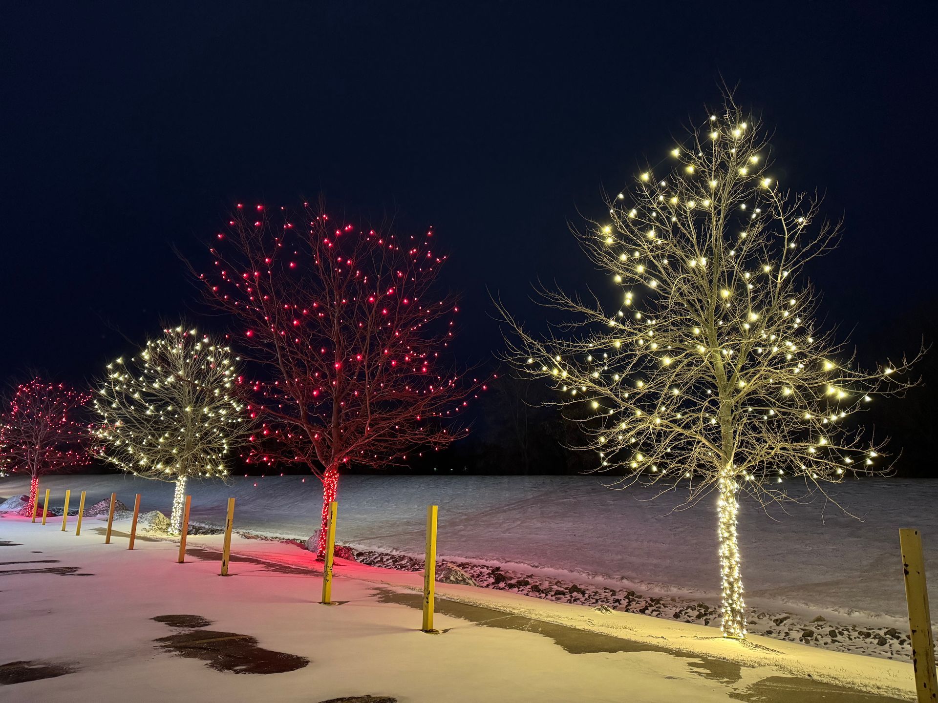 Snowy street lined with illuminated trees in white, red, and gold lights at night