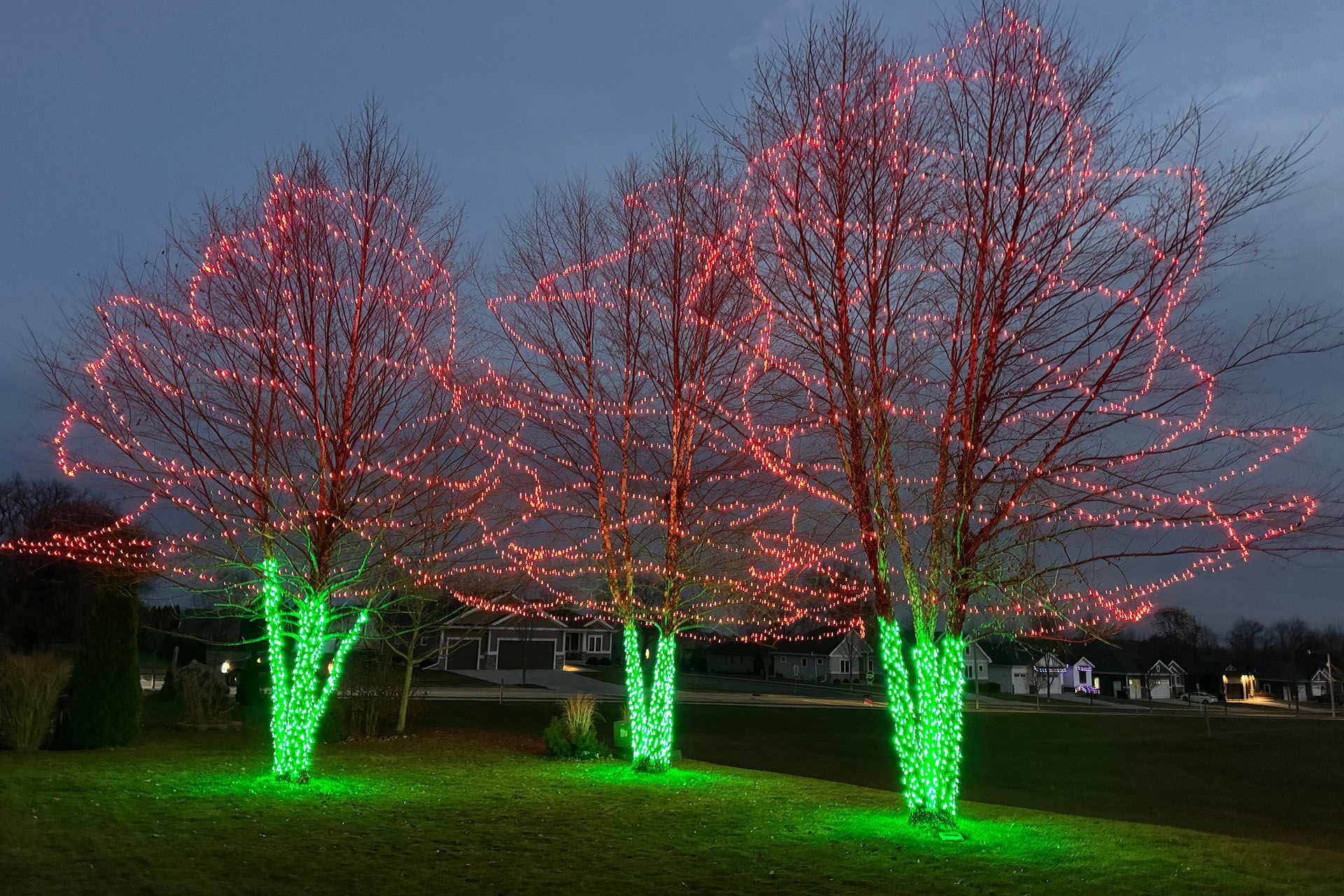 Trees lit with red and green holiday lights at dusk on a lawn