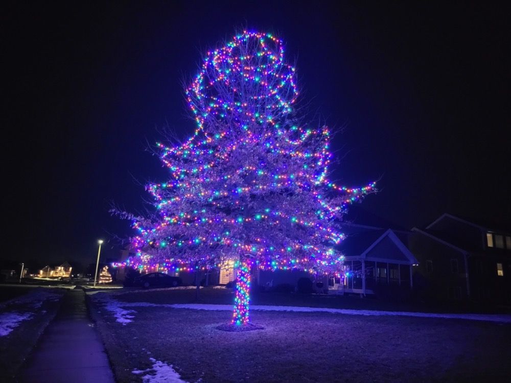 Large Christmas tree wrapped in purple and blue lights at night in a neighborhood yard
