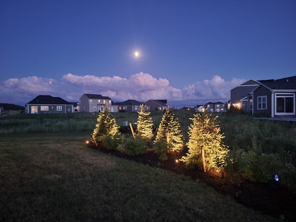 Backlit yard with lit evergreen shrubs, grass, houses, and a bright moonlit twilight sky