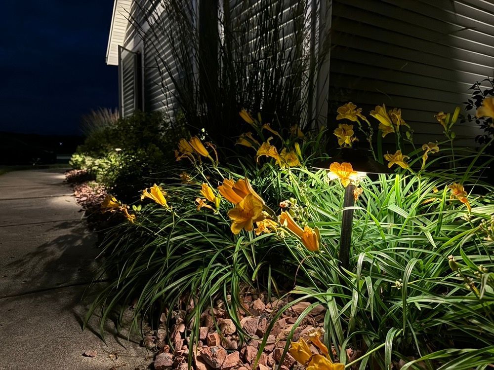 Orange daylilies lit by a garden light beside a house at night