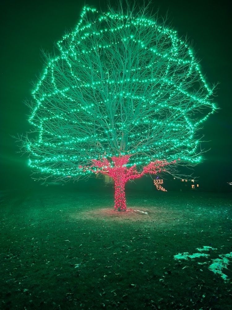 Glowing neon-lit tree at night, with green branches and a red trunk in a dark field