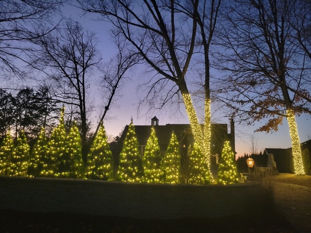 Twilight view of trees wrapped in yellow lights in front of a lit building