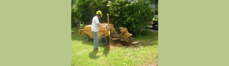 Stump removal service