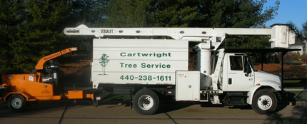 tree surgeons essex