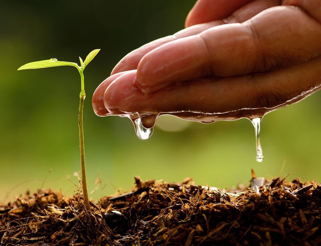 A person is watering a small plant in the dirt.