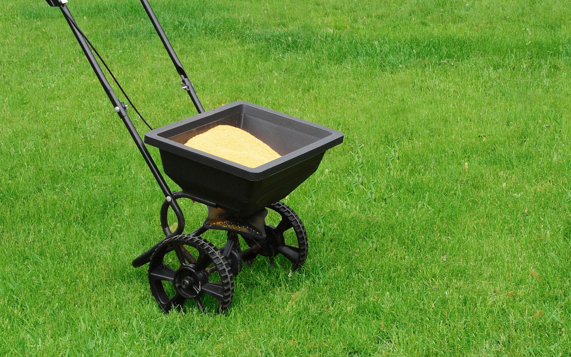 Lawn Seeding