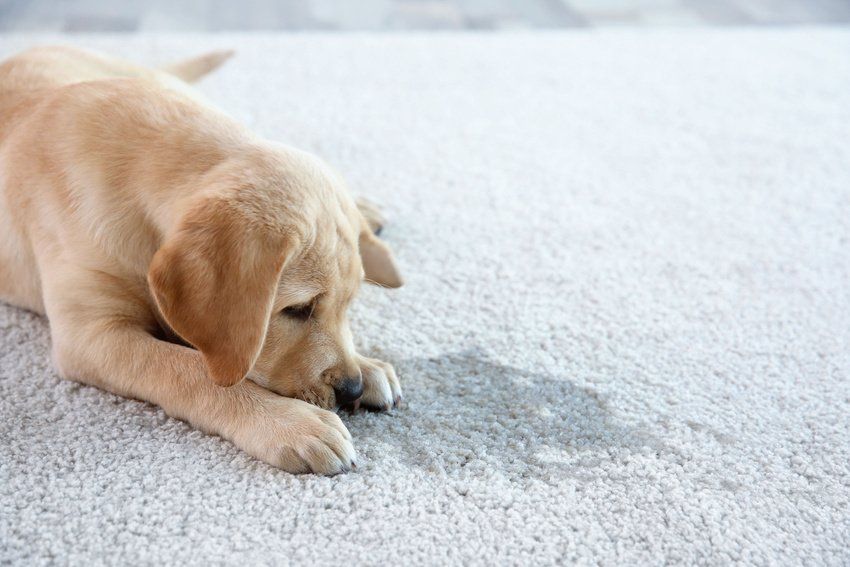 A puppy is laying on a carpet with a stain on it.