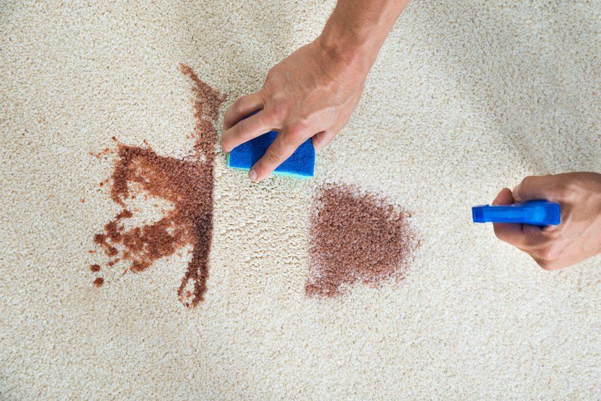 A person is cleaning a carpet with a sponge and spray.