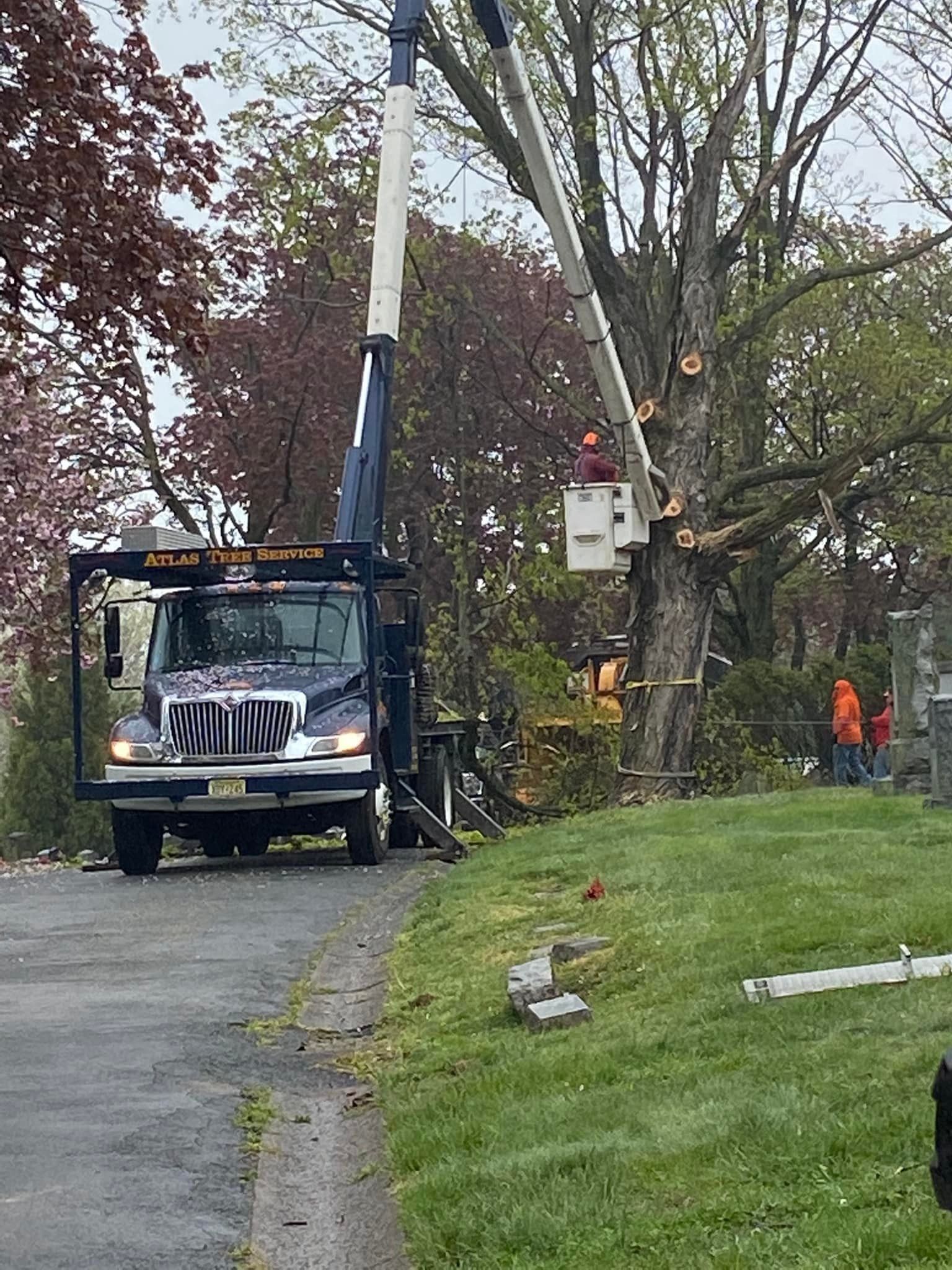A tree service truck with an extended boom trimming a large tree in a grassy area.