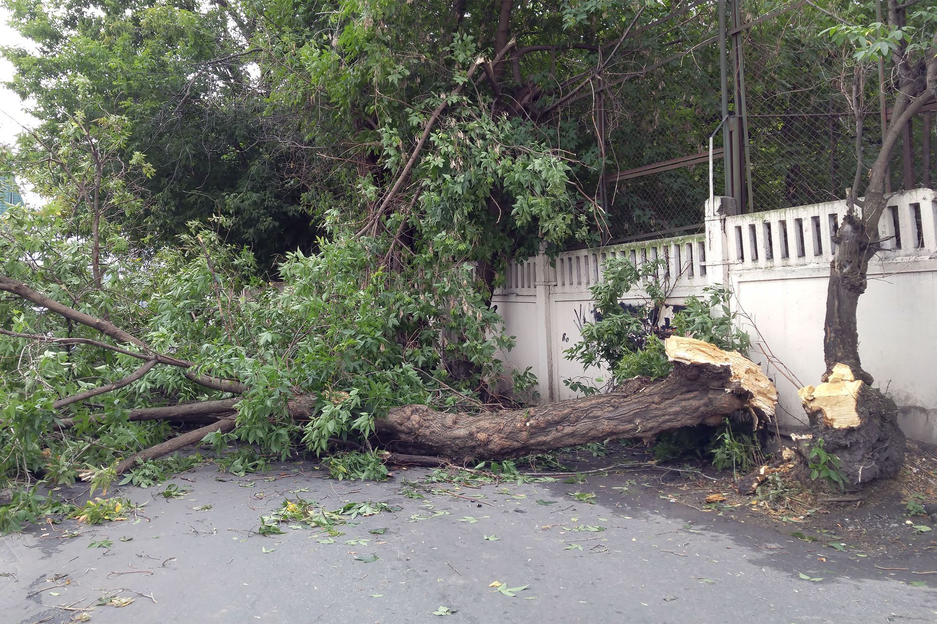 Fallen tree blocking a road next to a white fence and green trees. Debris scattered.