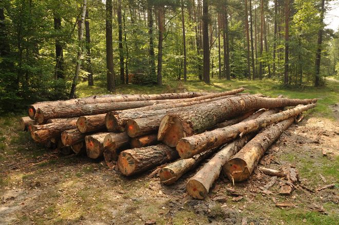 Logs stacked on a forest floor, trees in the background.