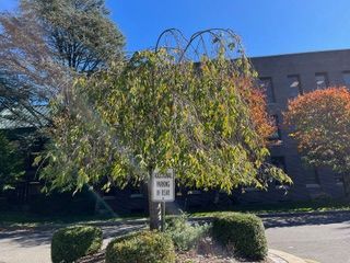 A weeping tree with green leaves sits in a parking lot next to a brick building, with a small parking sign on its trunk.