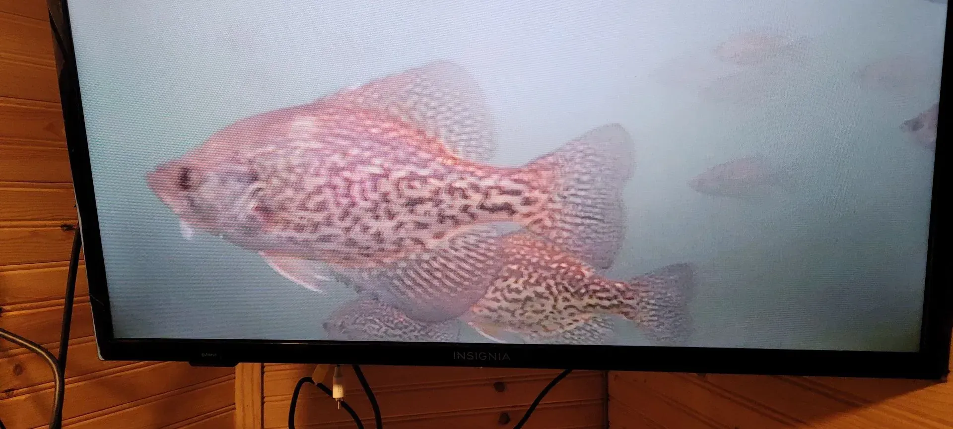 Two pinkish fish swimming in pale blue water on a TV screen