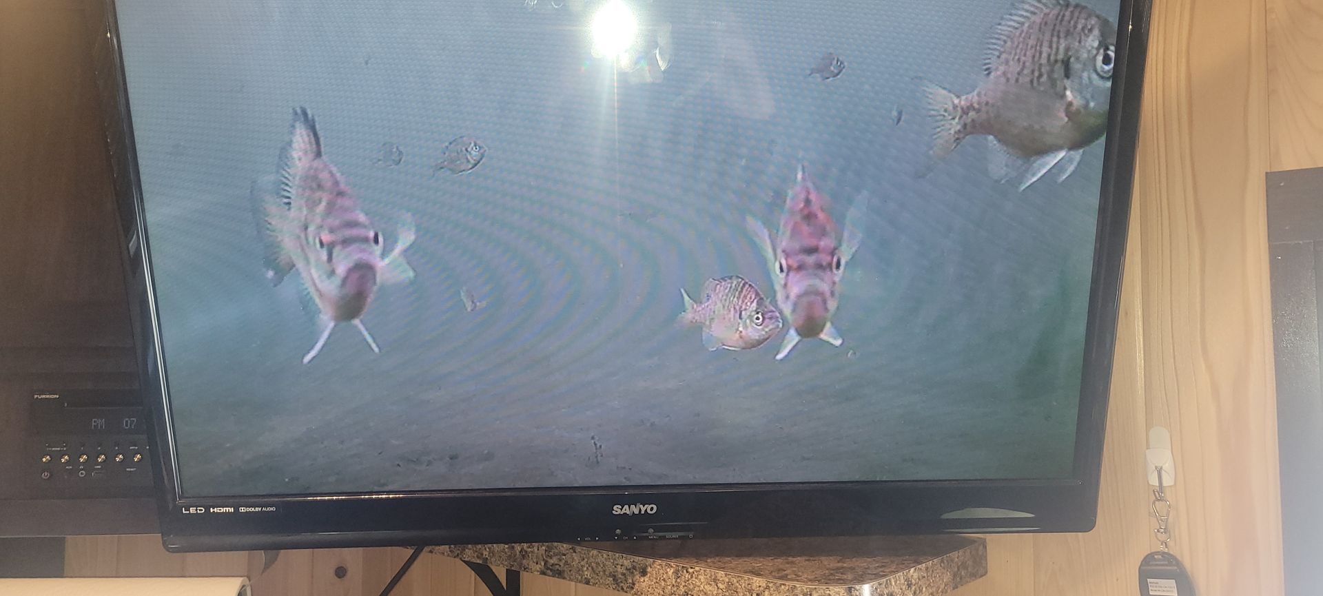 Four colorful fish swimming in a home aquarium on a TV screen