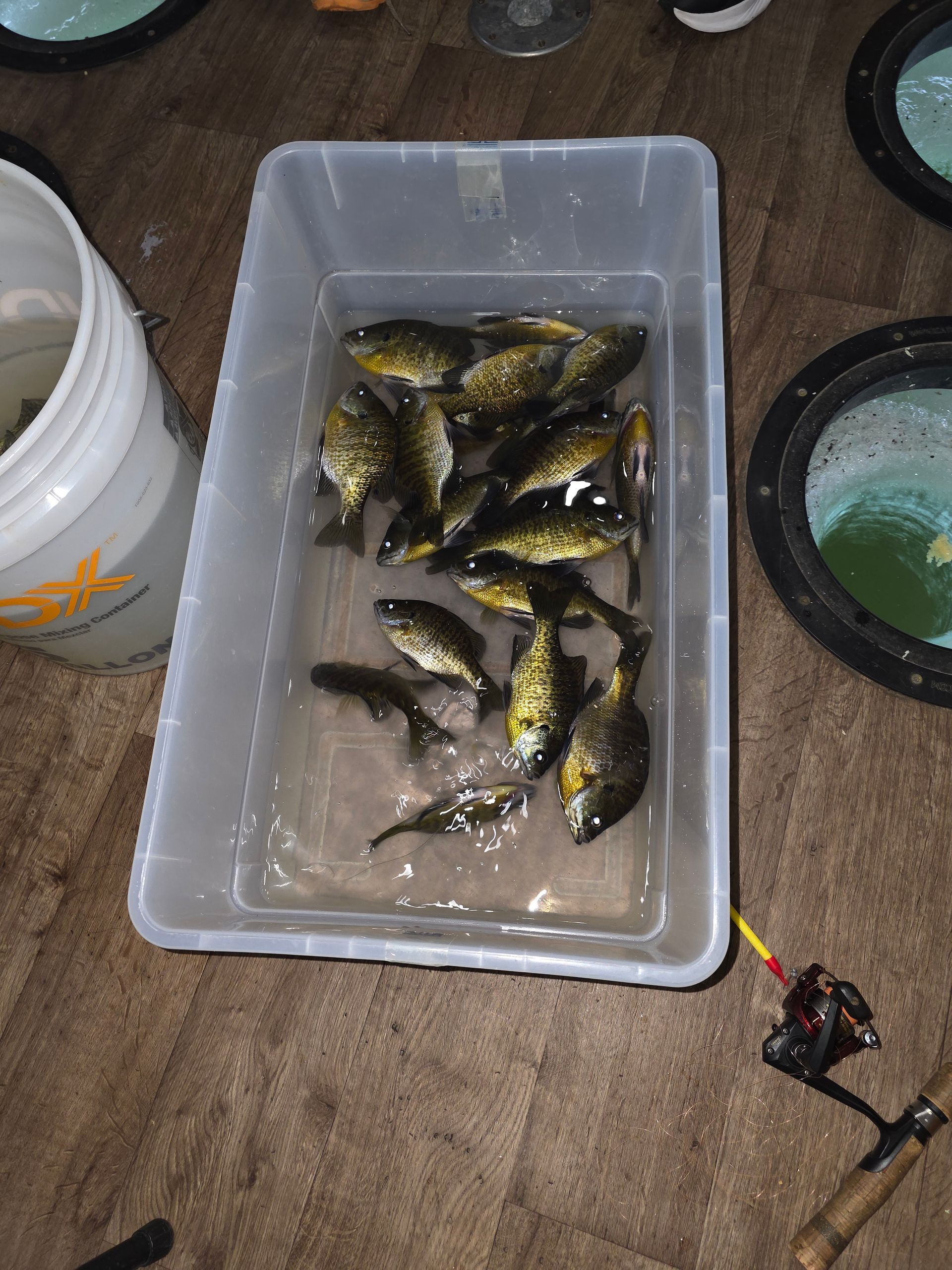 Plastic bin of small fish on a wooden floor beside buckets and a fishing lure