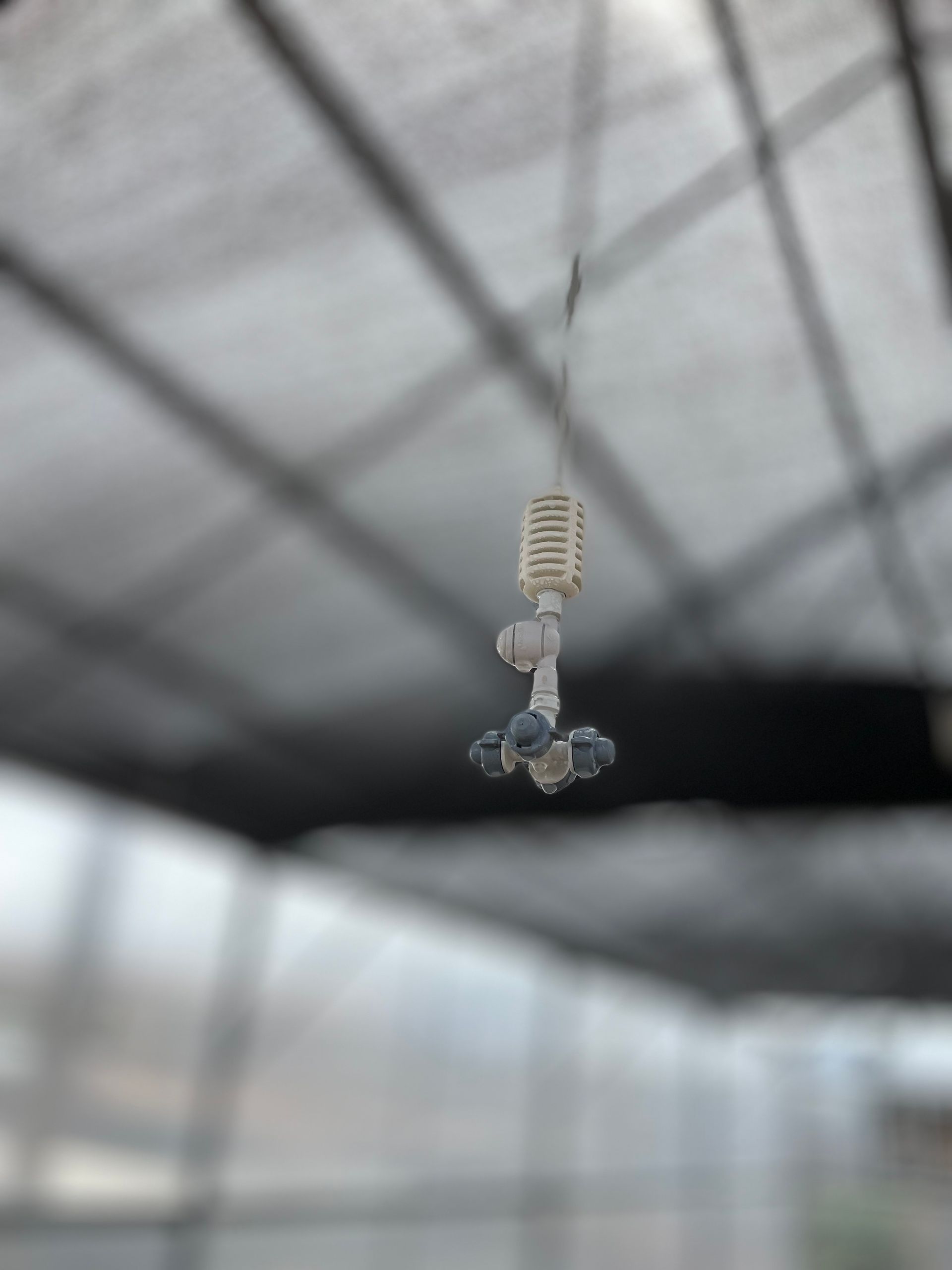 Sprinkler system hanging from the ceiling of a greenhouse.