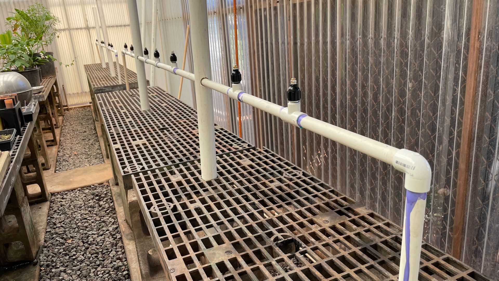 Metal grate benches with plumbing and black valves in a greenhouse.