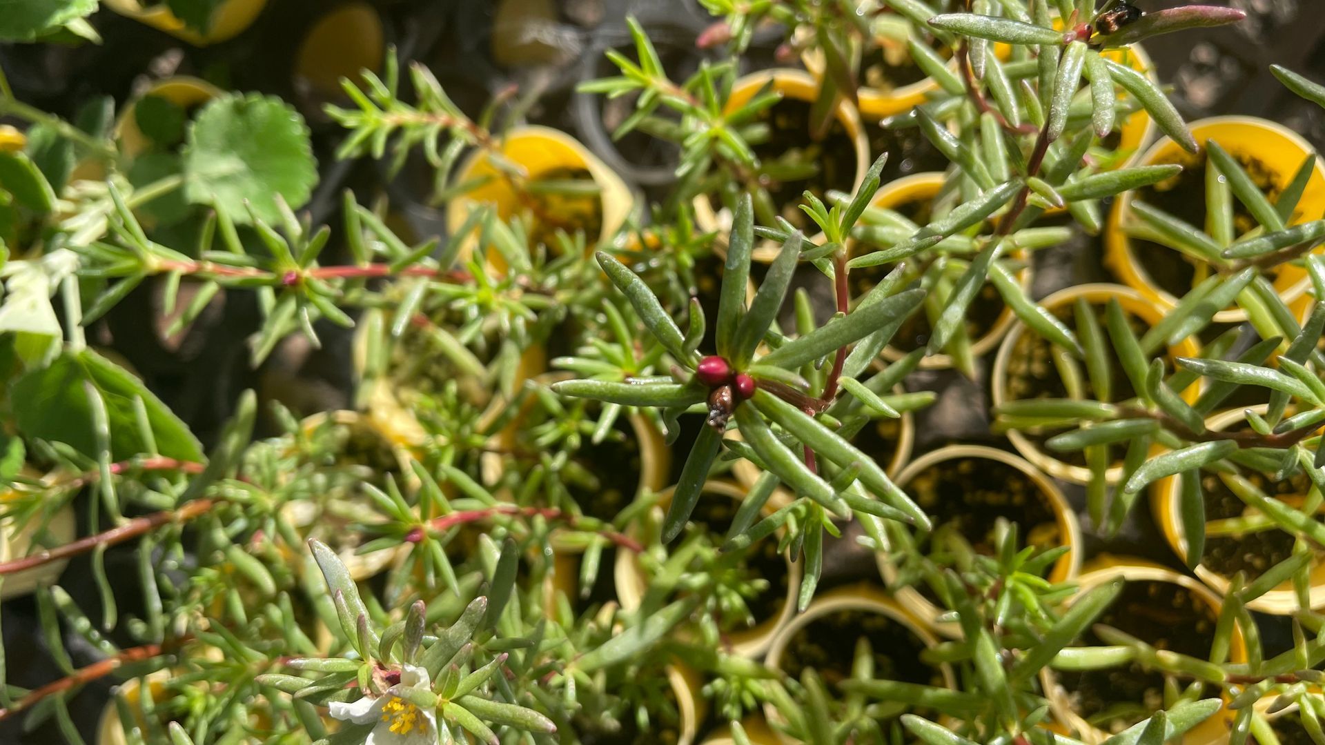 Green succulent plant with red buds, in front of many yellow pots.