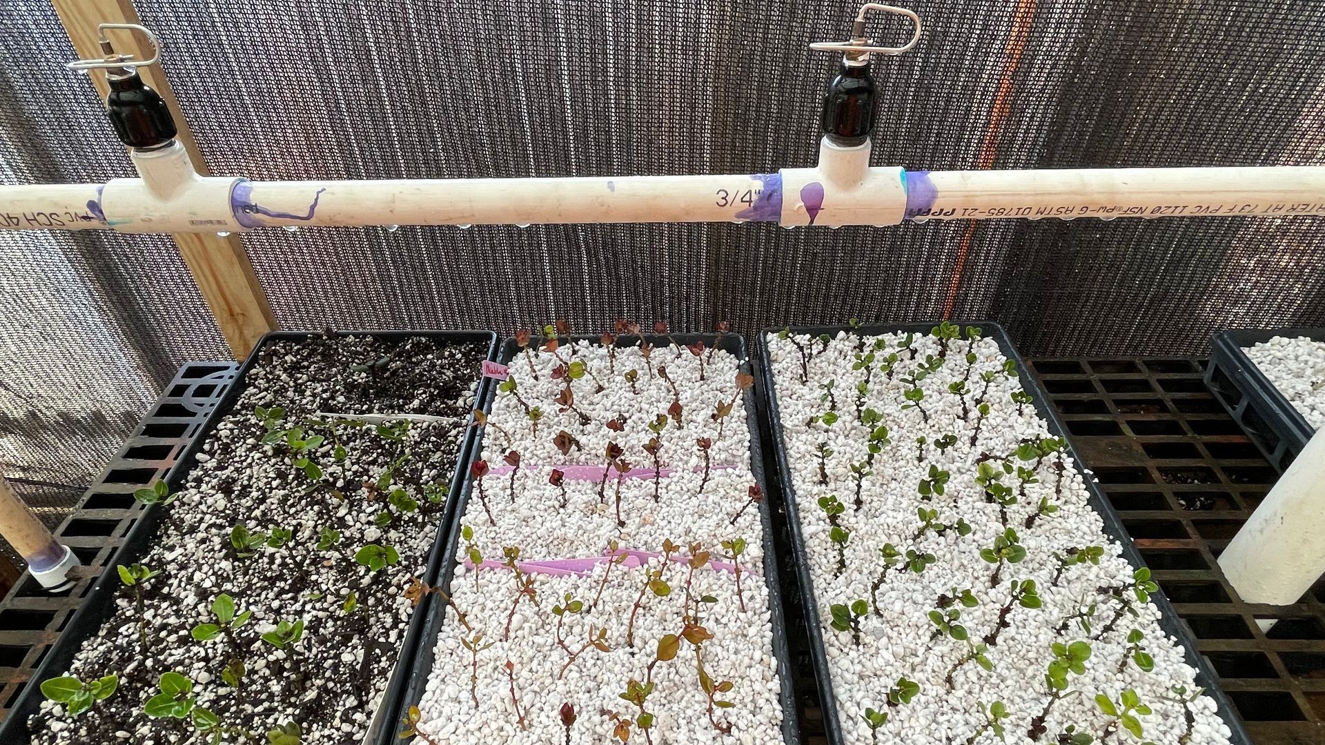 Seed trays with seedlings under an overhead irrigation system in a greenhouse.