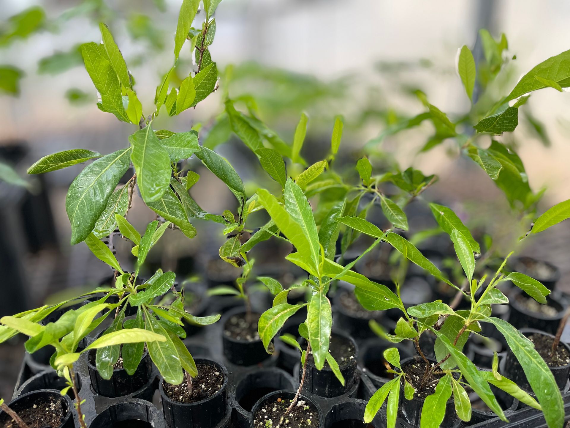 Seedlings in black pots, with green leaves and water droplets, inside a greenhouse setting.
