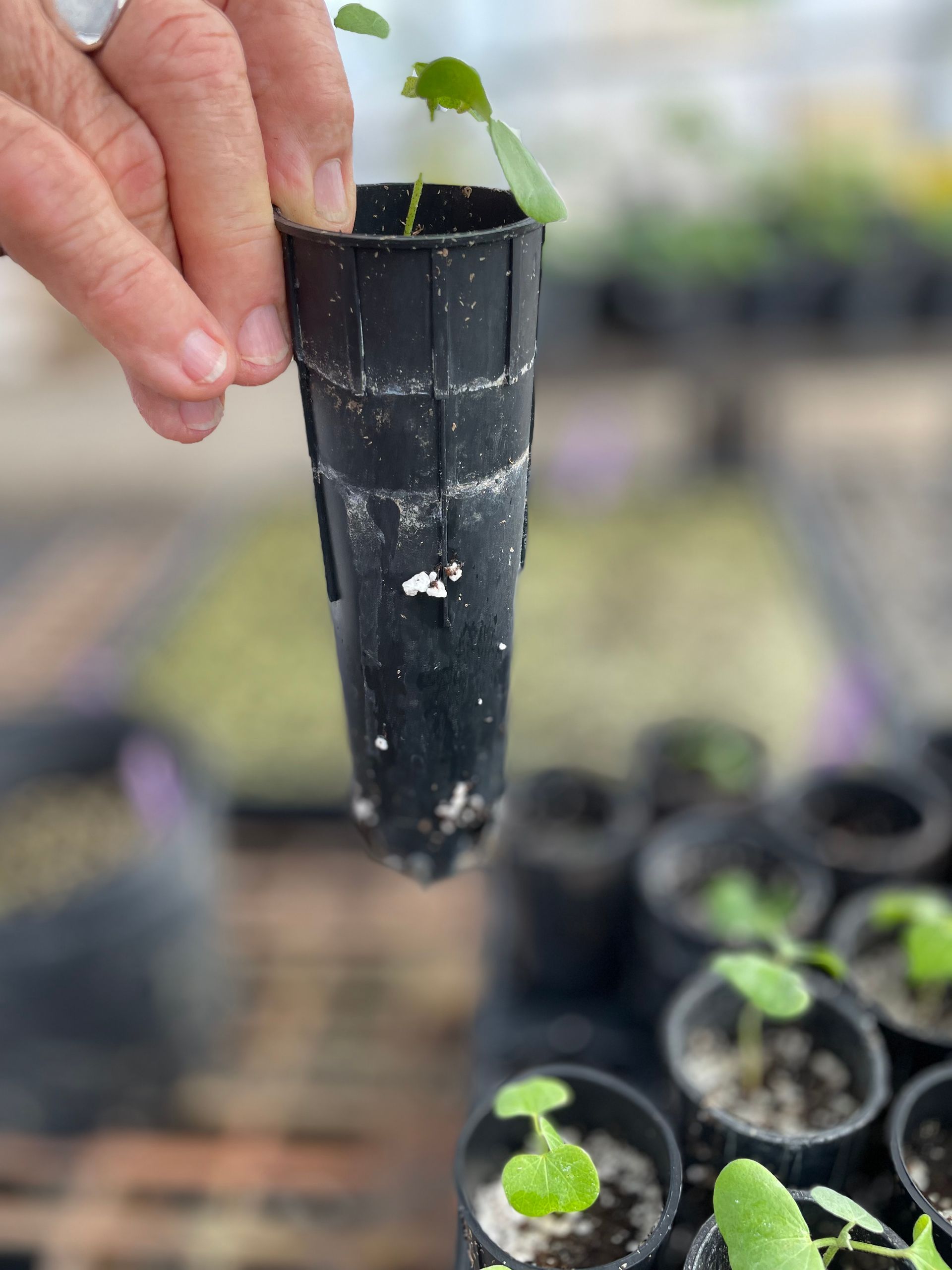 A person holds a seedling in a tall, black pot. Other seedlings are in black pots in the background.