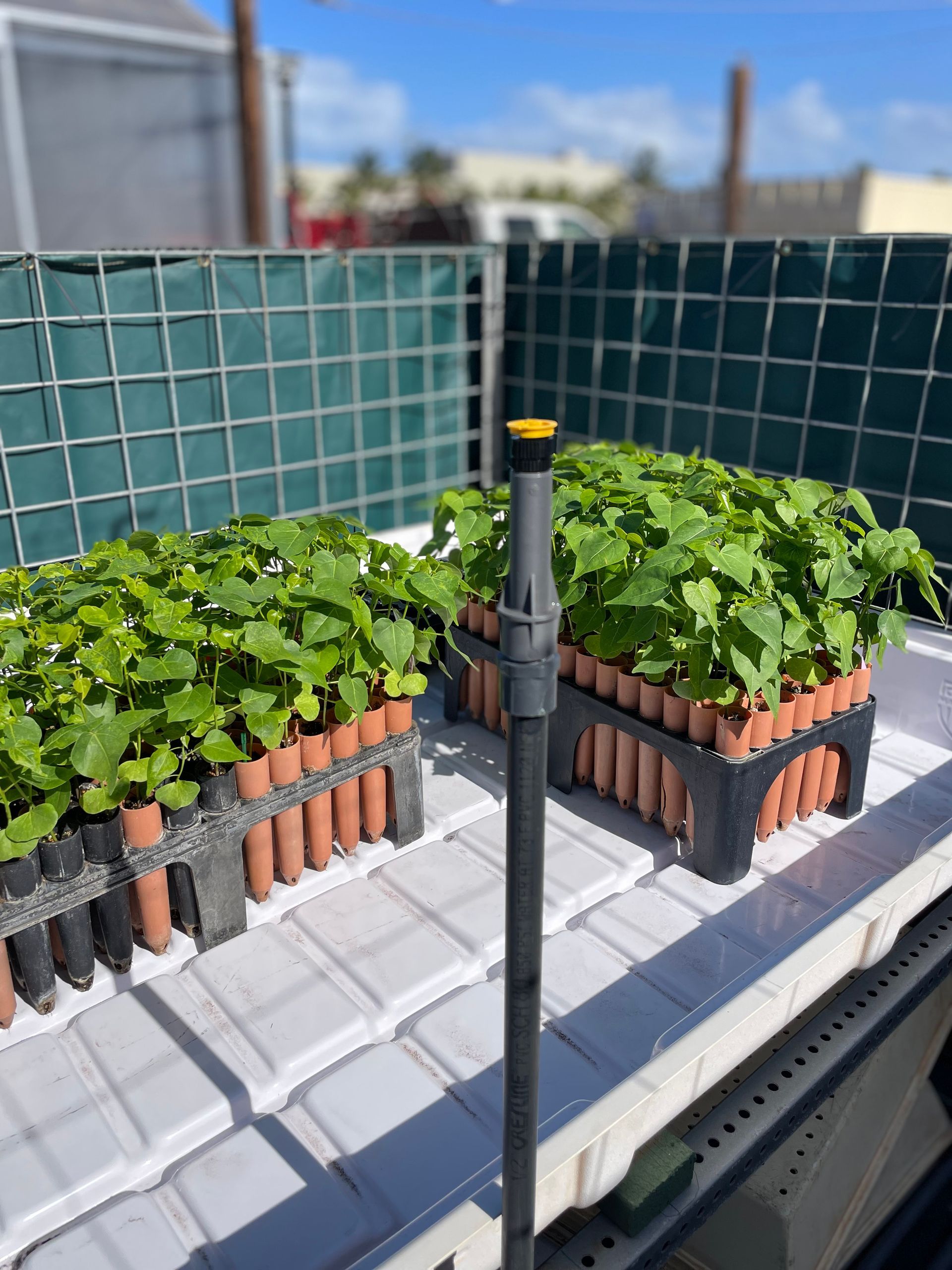 Seedling trays of green plants sit on a white surface under the sun.
