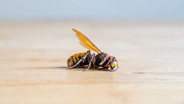 Dead bee