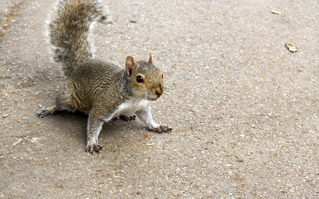 American Pest Control