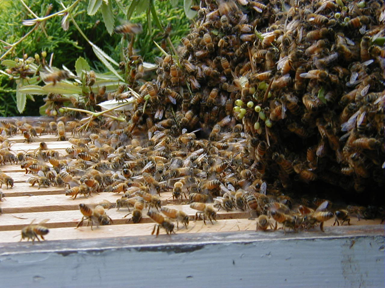 Honey bees