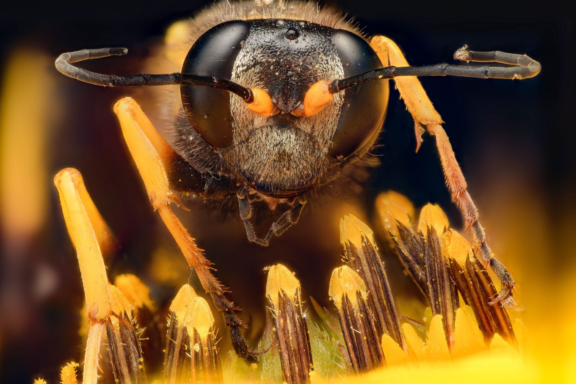 bee control