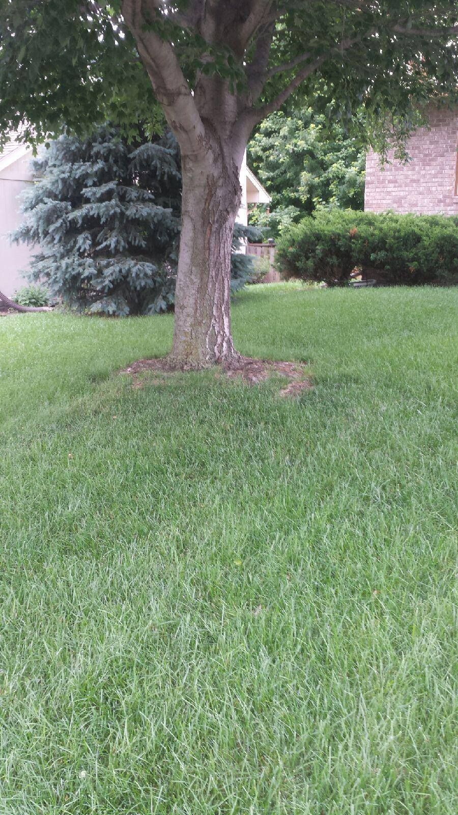 Lawn maintenance