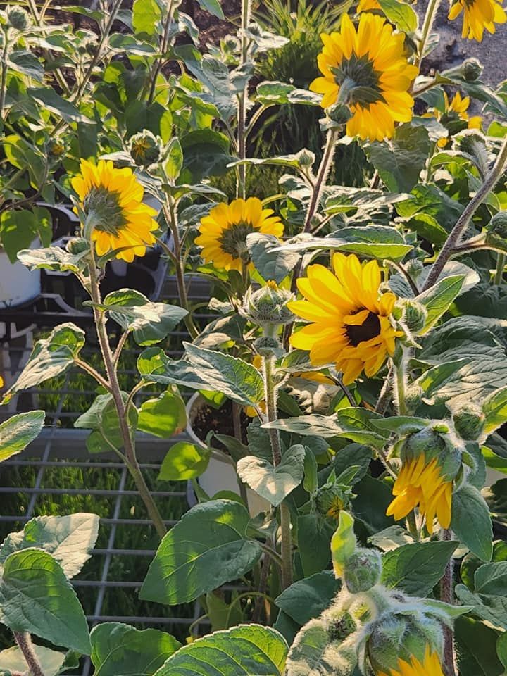 healthy sunflower