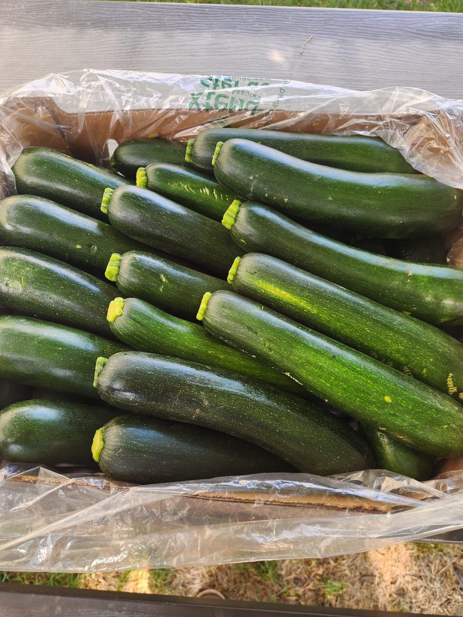 fresh cucumber