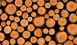 Harvesting Timber - Lincoln, MI - Cole Forest Products