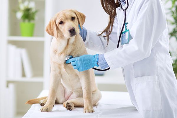 A veterinarian is examining a dog with a stethoscope.