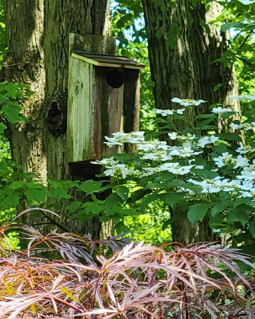 Birdhouse mounted on a tree trunk, surrounded by green foliage and white flowers.