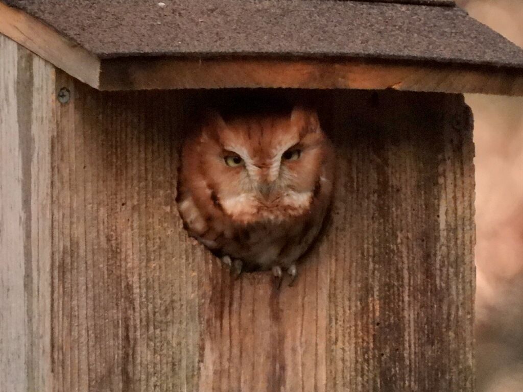 Reddish-brown owl peering out from a wooden birdhouse.